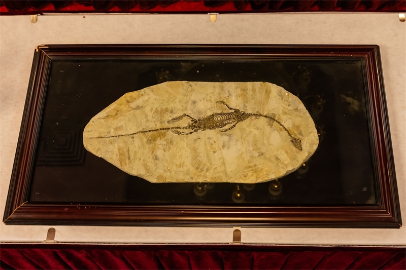 潛龍化石。國家文物局供圖