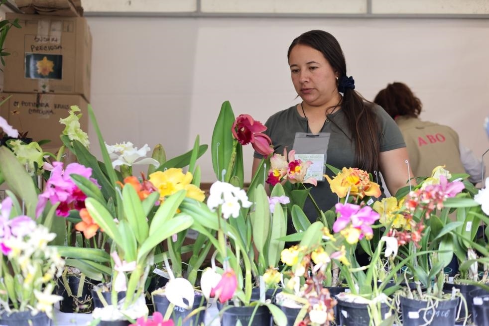 9月14日至17日，哥倫比亞首都波哥大舉辦蘭花展。