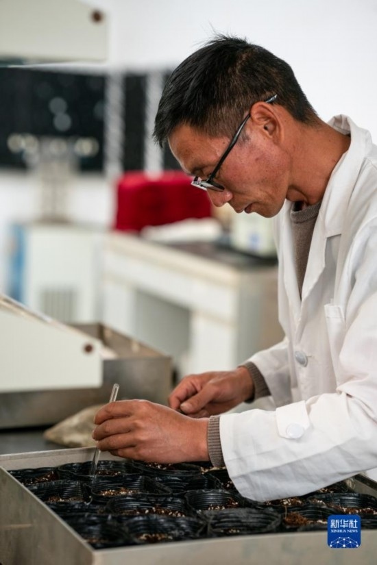 技術(shù)員田連通在實(shí)驗(yàn)室播種太空種子（4月3日攝）。