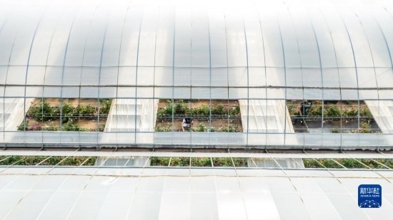 云南省安寧市現(xiàn)代農(nóng)業(yè)園區(qū)玫瑰種植示范園一景（無(wú)人機(jī)照片，10月20日攝）。