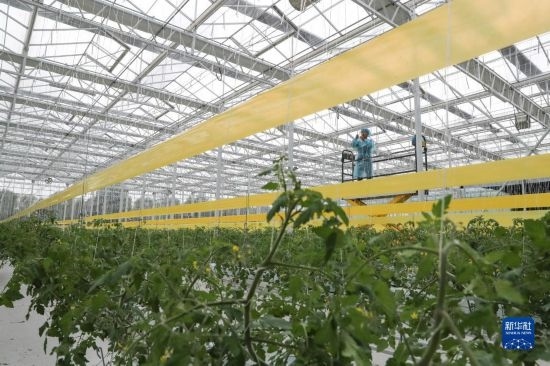 11月4日，在南通市通州區(qū)十總鎮(zhèn)的圓宏萬(wàn)嘉智慧農(nóng)場(chǎng)，技術(shù)員給番茄苗“盤(pán)頭”。