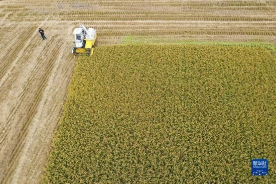 11月4日，在南通市通州區(qū)十總鎮(zhèn)育民村農(nóng)場(chǎng)，一臺(tái)設(shè)置好參數(shù)的無(wú)人收割機(jī)在工作中（無(wú)人機(jī)照片）。