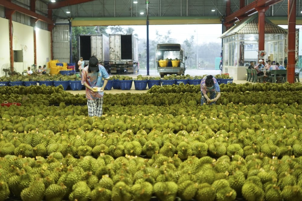 2023年9月15日，在越南多樂(lè)省一家榴蓮加工廠，工人在給即將出口到中國(guó)的榴蓮包裝貼牌。隨著《區(qū)域全面經(jīng)濟(jì)伙伴關(guān)系協(xié)定》紅利釋放，中國(guó)—東盟貿(mào)易規(guī)模進(jìn)一步擴(kuò)大。越來(lái)越多東盟國(guó)家的優(yōu)質(zhì)水果便捷地進(jìn)入中國(guó)市場(chǎng)，走上消費(fèi)者的餐桌。