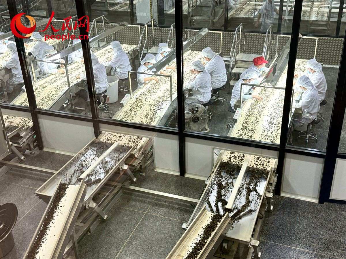 工人在對茶葉進(jìn)行目視揀剔。人民網(wǎng)記者 劉微攝