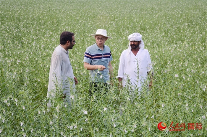 中巴經(jīng)濟(jì)走廊農(nóng)業(yè)合作中心負(fù)責(zé)人席建龍（中）與巴基斯坦當(dāng)?shù)剞r(nóng)戶在芝麻種植園交流作物生長(zhǎng)情況。人民網(wǎng)記者薩義德·邁赫迪攝