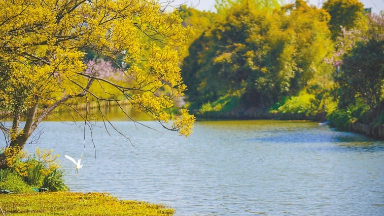  碧波蕩漾 浙江嘉興市海鹽縣望海街道永福社區(qū)荷花池，一汪碧水波光粼粼，風(fēng)光旖旎。當(dāng)?shù)厥冀K堅持綠色發(fā)展，促進(jìn)人與自然和諧共生。 肖弗勒模具（嘉興）有限公司德國籍經(jīng)理 湯姆·魯特納攝 “當(dāng)?shù)卮迕窀嬖V我，如今環(huán)境變好了，茶余飯后，大家都會到河邊散散步，欣賞美景，和鄰居聊聊天。我想，好生態(tài)是大自然的饋贈，更是長三角地區(qū)大力治理生態(tài)環(huán)境的結(jié)果。希望美麗中國的綠色發(fā)展之路越走越好?！? /></p> <p style=