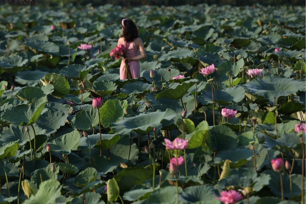 這是2020年7月15日，一名女子在越南首都河內(nèi)西湖畔的荷花叢中留影。