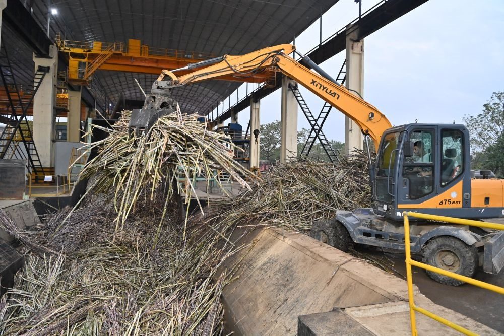 12月14日，在廣西來(lái)賓東糖鳳凰有限公司，員工操作機(jī)械將甘蔗投入傳送帶，準(zhǔn)備送往壓榨車間。
