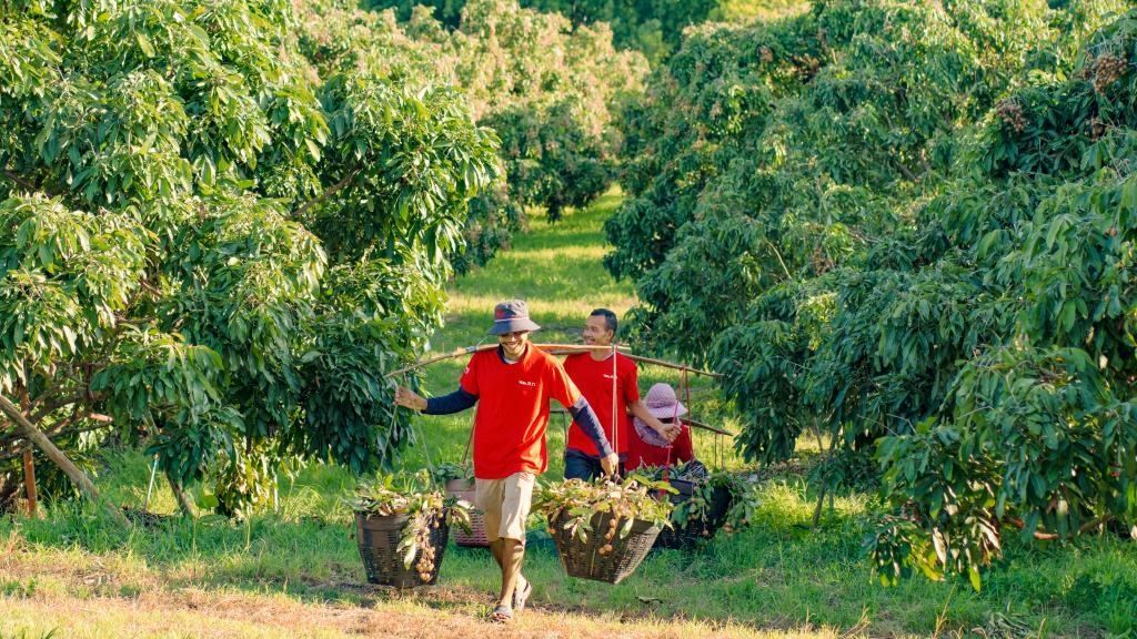 2023年10月，泰國(guó)尖竹汶府的龍眼種植園內(nèi)，采果工人正在運(yùn)輸新采摘的龍眼。（黎銀成攝 新華社發(fā)）