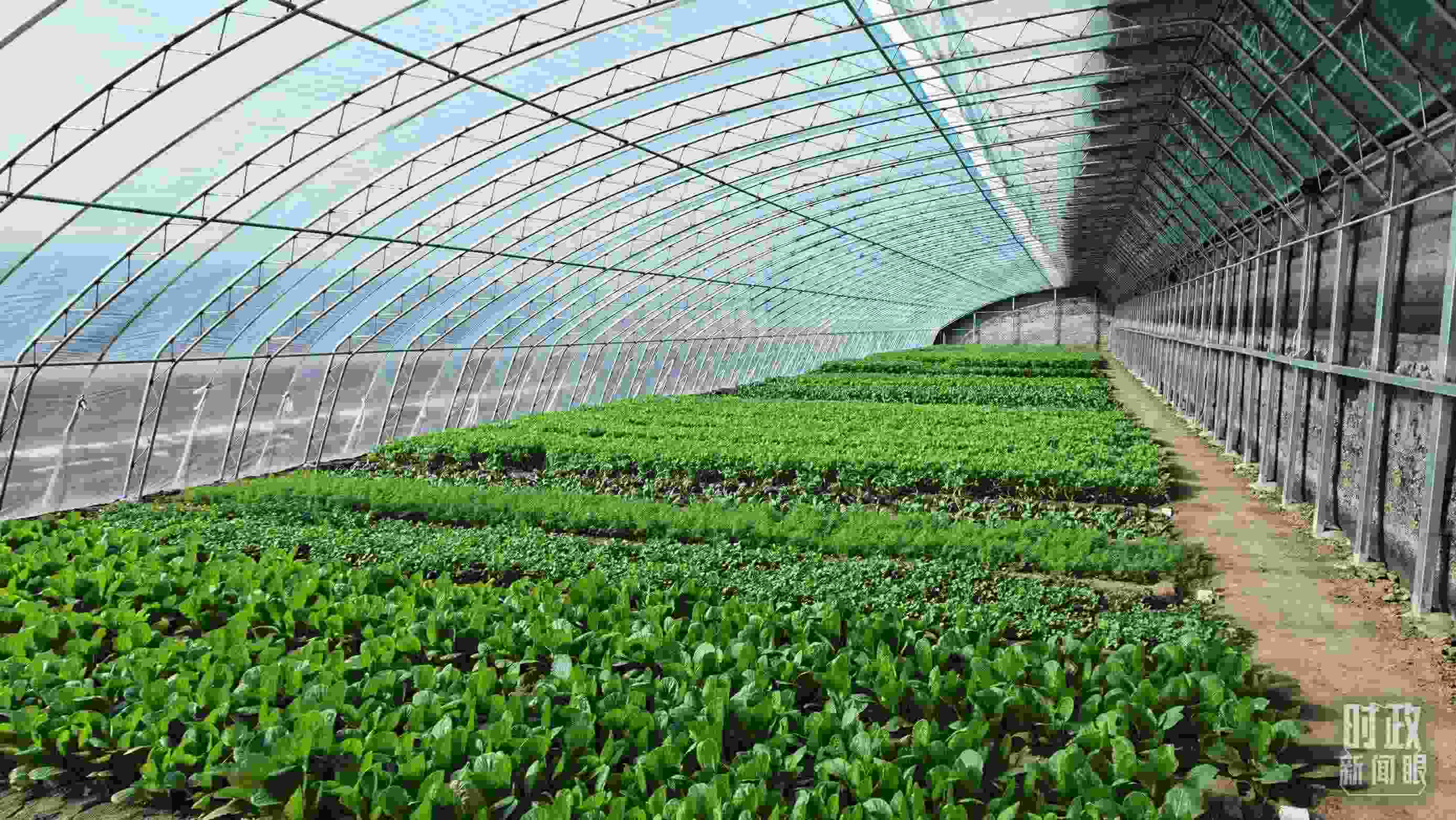 △第六埠村蔬菜大棚。（總臺央視記者郭鴻拍攝）