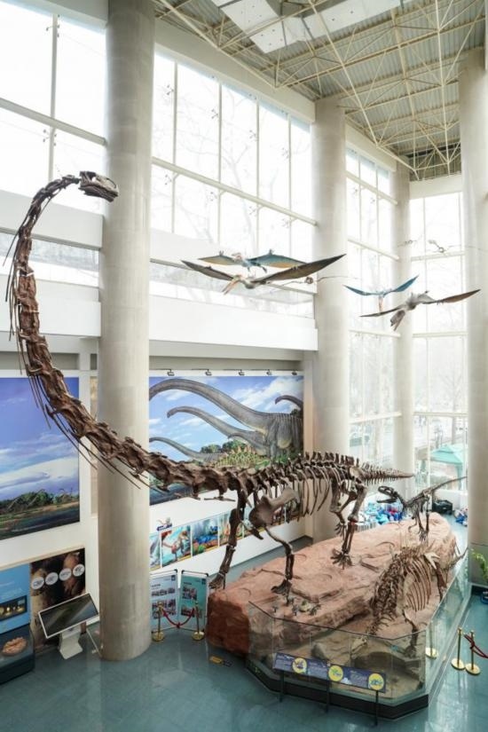 南京古生物博物館展出的馬門溪龍模型。新華社記者李博 攝