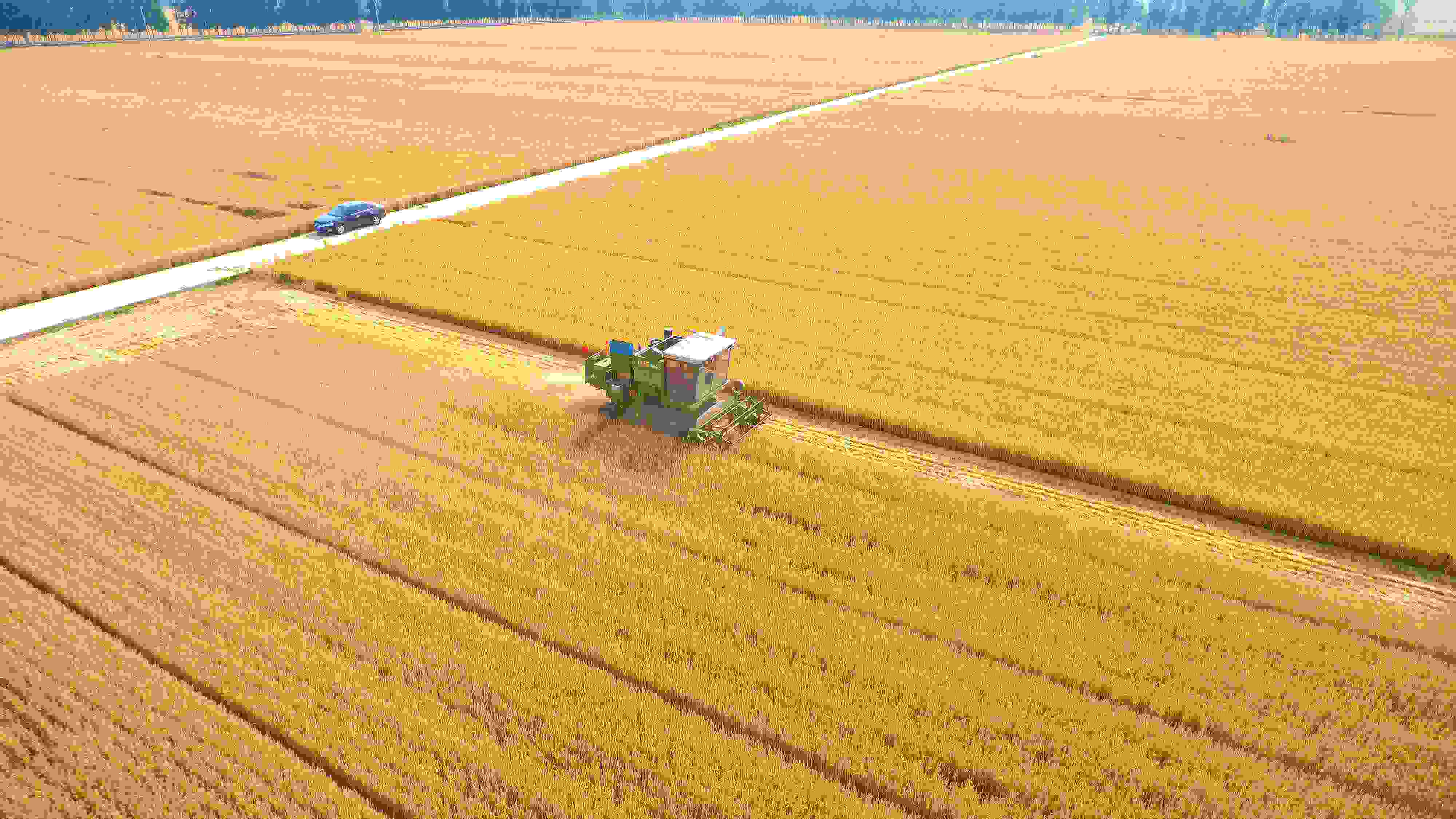 △ 2023年6月5日，山東聊城茌平區(qū)賈寨鎮(zhèn)王藥包村，收割機在田間進行小麥收割作業(yè)。