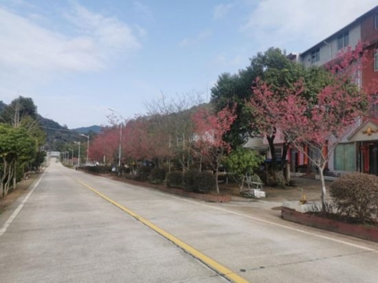 道路兩旁的山櫻花。將樂縣農(nóng)業(yè)農(nóng)村局供圖