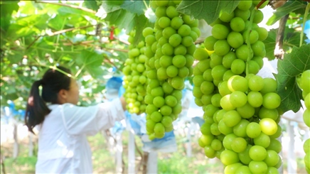 小屯村葡萄園里的陽光玫瑰葡萄。肖俊楠攝