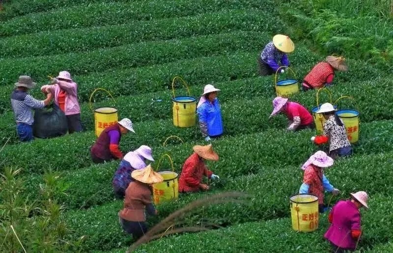 △軍營村茶農(nóng)在茶園采茶。