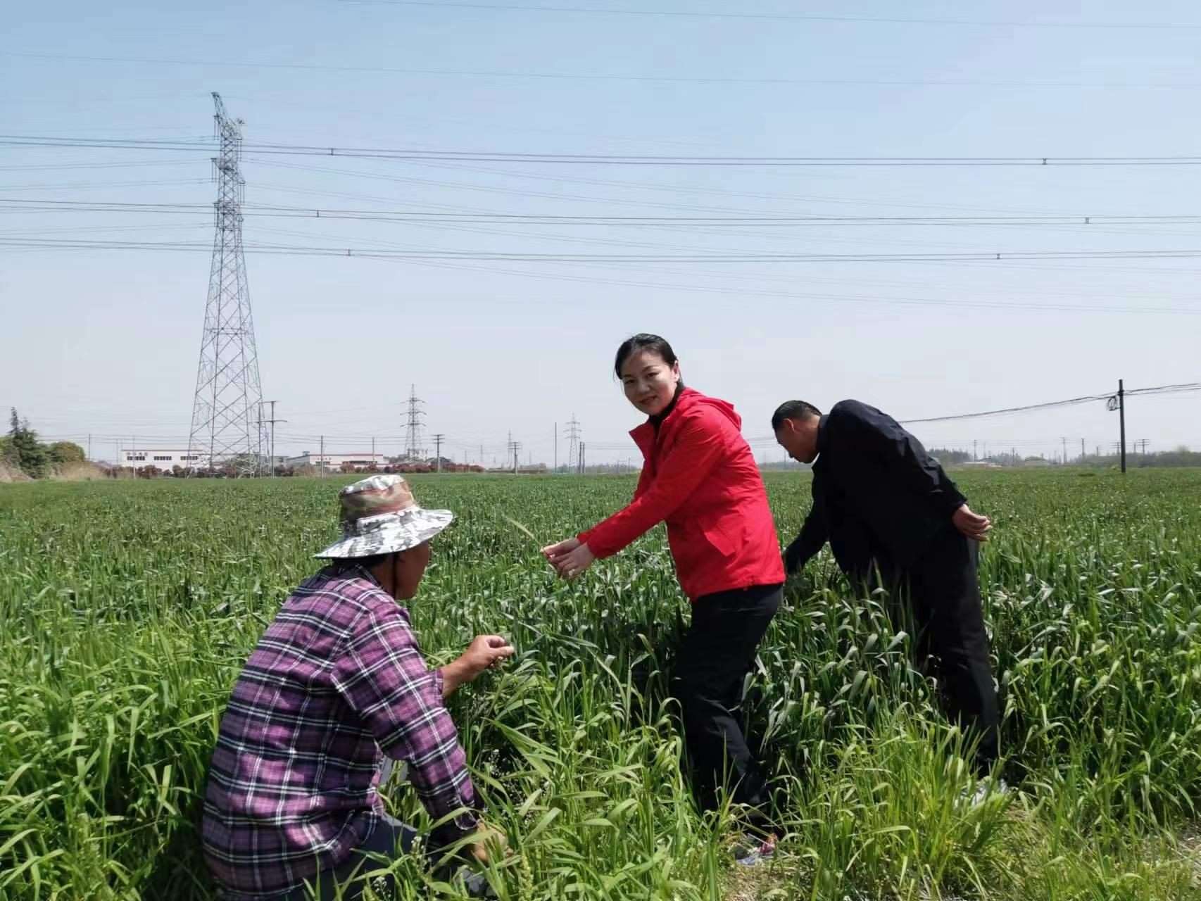 魏巧在田間察看農(nóng)作物長勢。