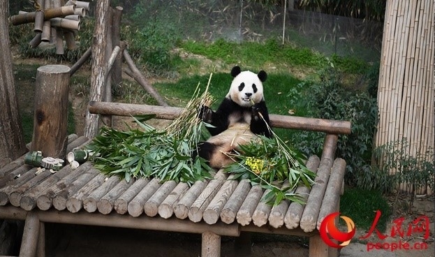 “福寶”享用新鮮的竹子。人民網(wǎng) 李帆攝