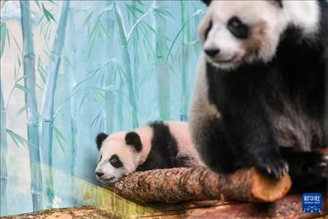 這是3月8日在俄羅斯莫斯科動物園拍攝的大熊貓“喀秋莎”（左）和媽媽“丁丁”。新華社記者 曹陽 攝