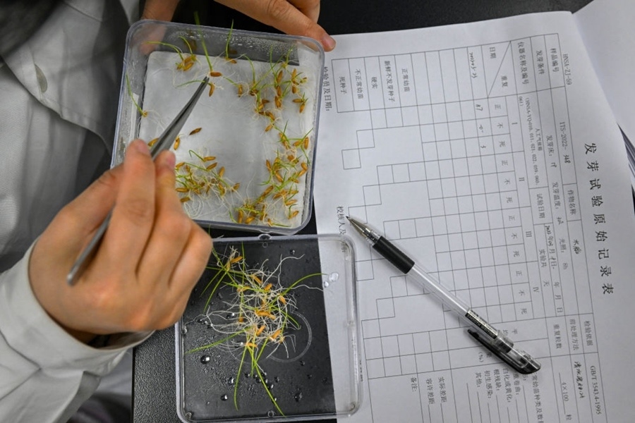 2022年3月23日，在湖南省農(nóng)作物種質(zhì)資源庫實(shí)驗(yàn)室，檢測(cè)員對(duì)保存的水稻種子進(jìn)行發(fā)芽試驗(yàn)檢測(cè)。