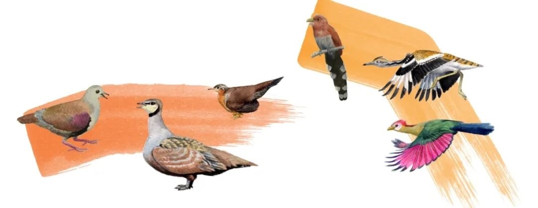 鴿鴇類。浙江大學(xué)供圖