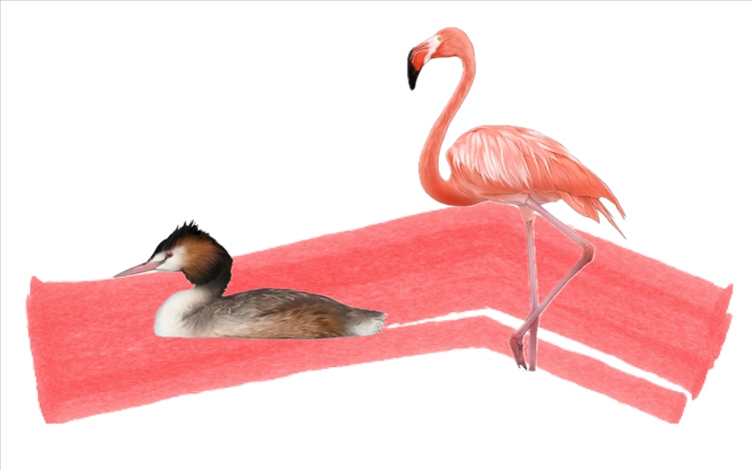 奇跡鳥類（火烈鳥總目）。浙江大學(xué)供圖