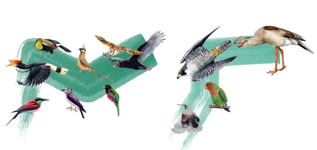 陸鳥類。浙江大學(xué)供圖