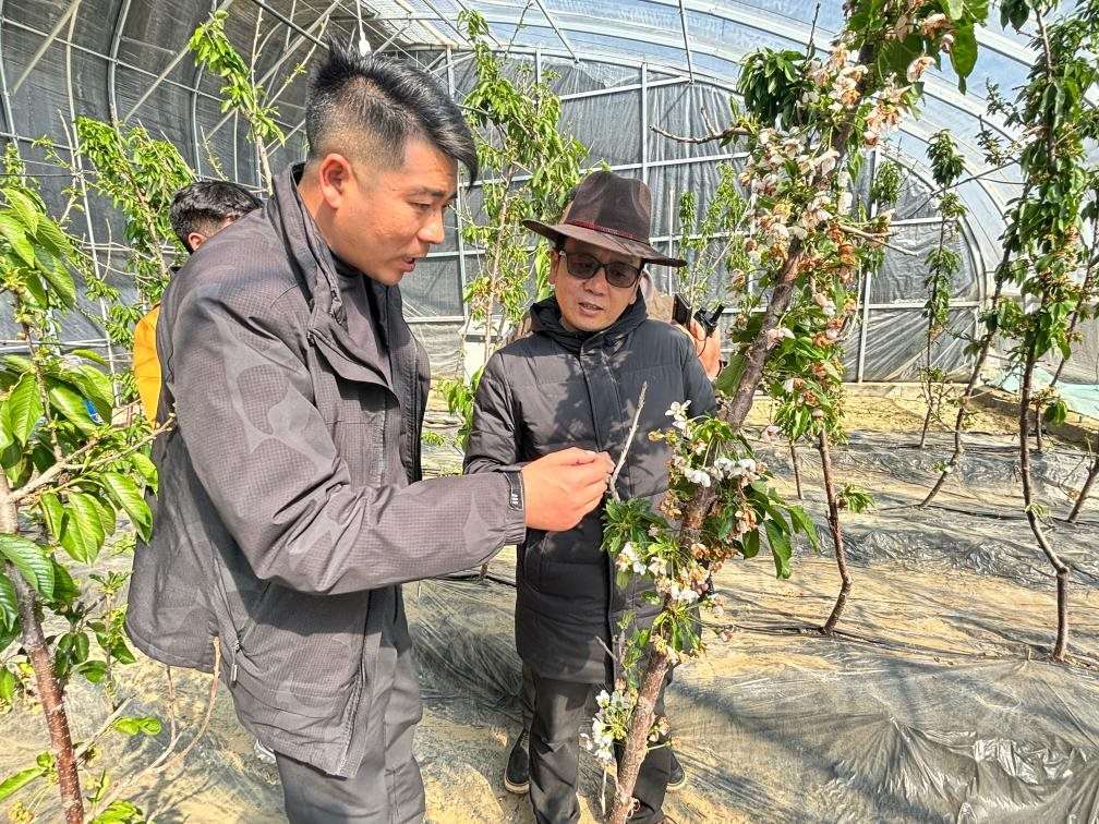 山東援藏小組及技術(shù)人員在大棚查看果蔬長勢。（受訪者供圖）