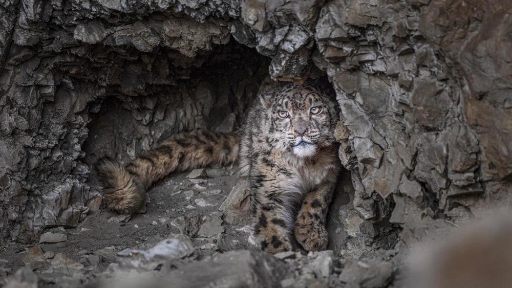 “高原精靈”雪豹。尼瑪多吉攝
