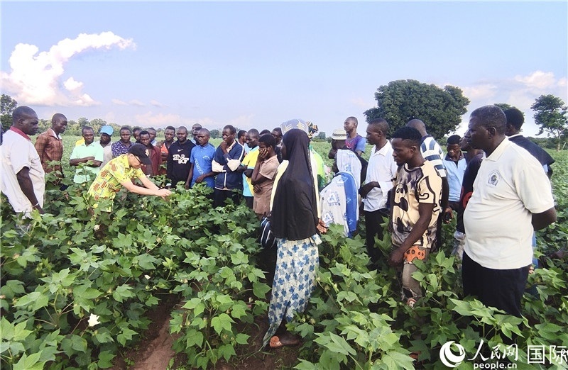 當(dāng)?shù)孛揶r(nóng)紛紛向中國(guó)專家學(xué)習(xí)技術(shù)。人民網(wǎng)記者 黃培昭攝