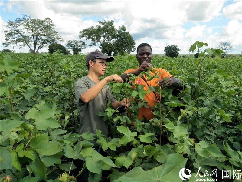 首小勇指導(dǎo)當(dāng)?shù)剞r(nóng)民種植棉花。人民網(wǎng)記者 黃培昭攝