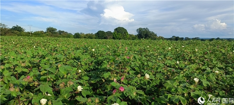 中國(guó)技術(shù)培養(yǎng)的當(dāng)?shù)孛藁ㄌ?。人民網(wǎng)記者 黃培昭攝