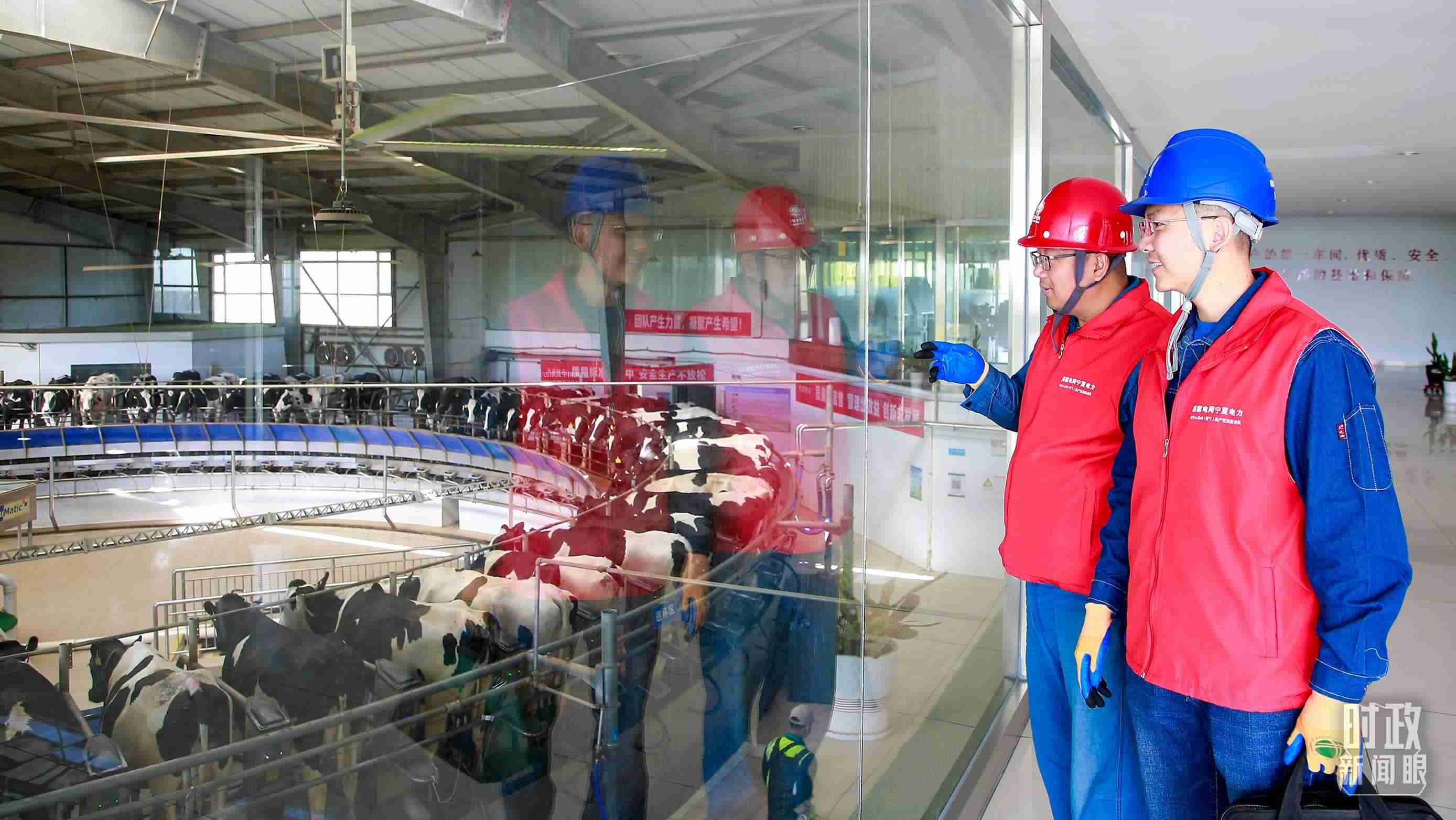  △寧夏銀川，電力員工深入奶牛養(yǎng)殖企業(yè)，助力數(shù)智化養(yǎng)殖。（圖/視覺中國(guó)）