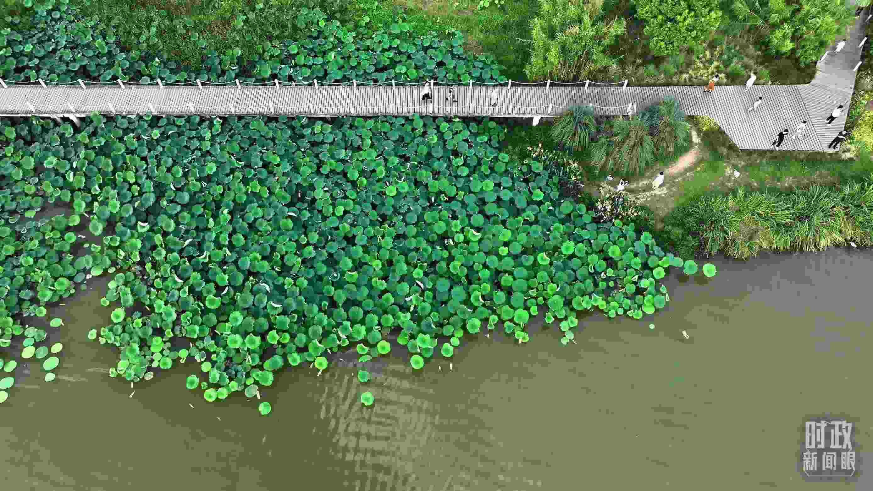 △陜西漢中天漢濕地公園內(nèi)，游人穿行，荷影婆娑。（總臺(tái)記者劉海濤拍攝）