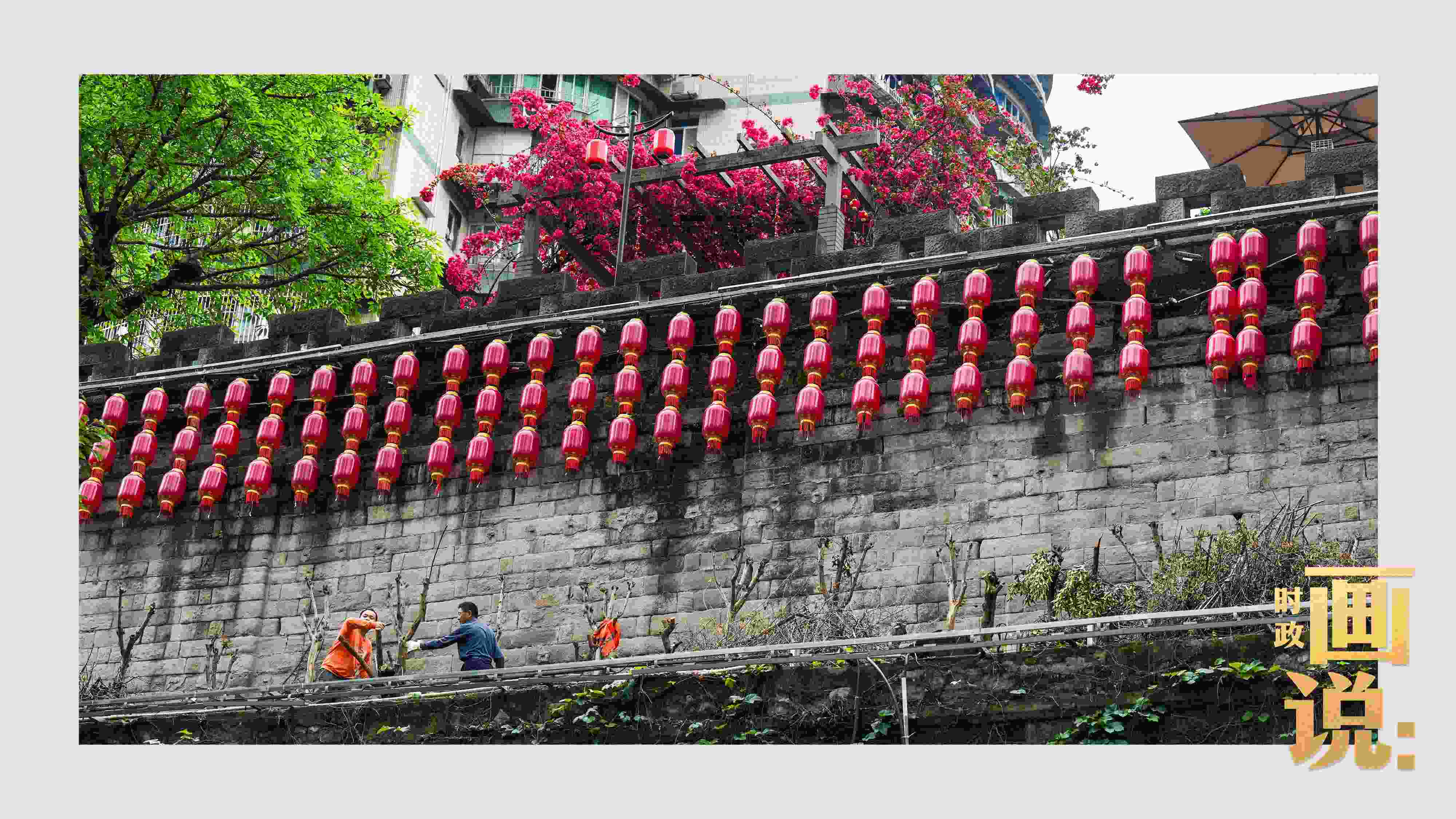 △盛放的三角梅下，園林工人修剪著古老通遠(yuǎn)門(mén)城墻上的一抹新綠。