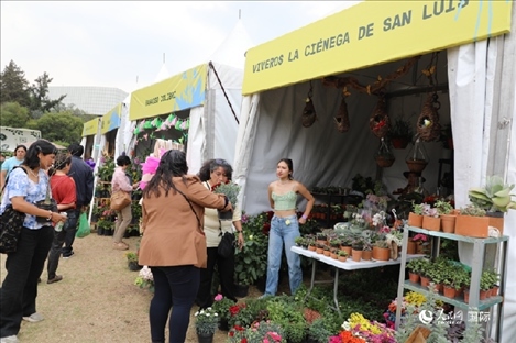 坎波·馬特活動(dòng)現(xiàn)場(chǎng)。埃內(nèi)斯托·多明戈斯攝