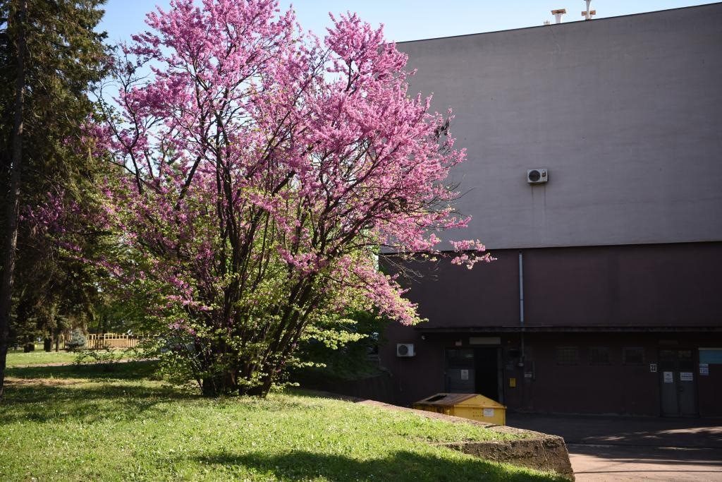 斯梅戴雷沃鋼廠里盛開的南歐紫荊花。