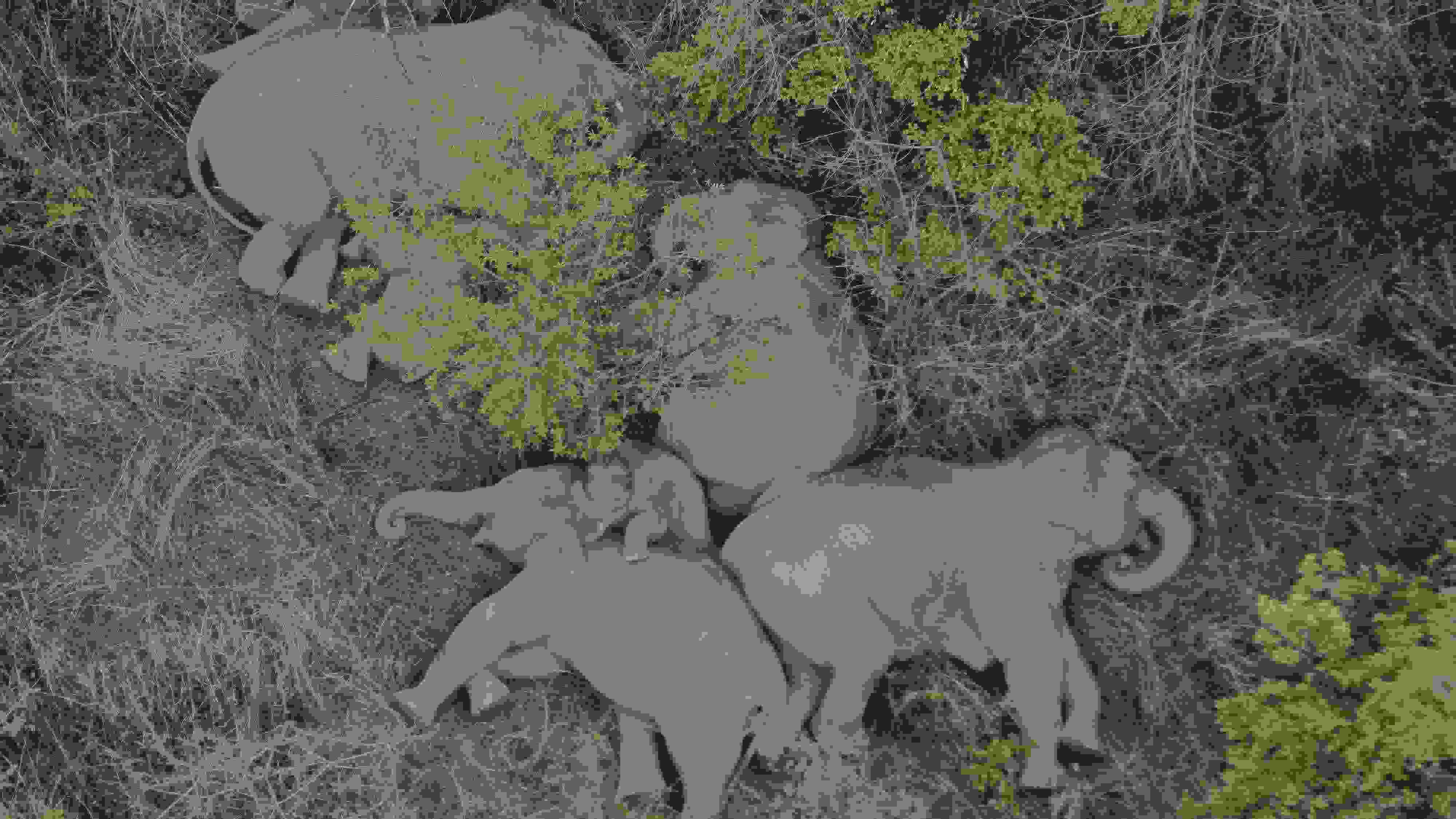 2021年6月7日，航拍顯示亞洲象群在云南省昆明市晉寧區(qū)夕陽鄉(xiāng)山林地里睡覺休息。