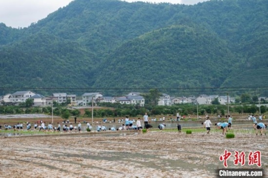 圖為5月21日，綏陽縣旺草中學學生在旺草萬畝大壩體驗插秧。唐哲 攝