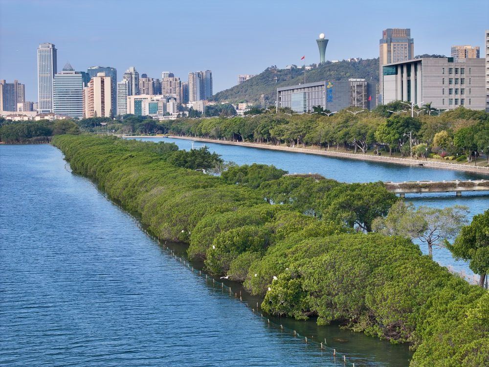 福建廈門筼筜湖紅樹林種植帶（2024年1月24日攝，無人機(jī)照片）。