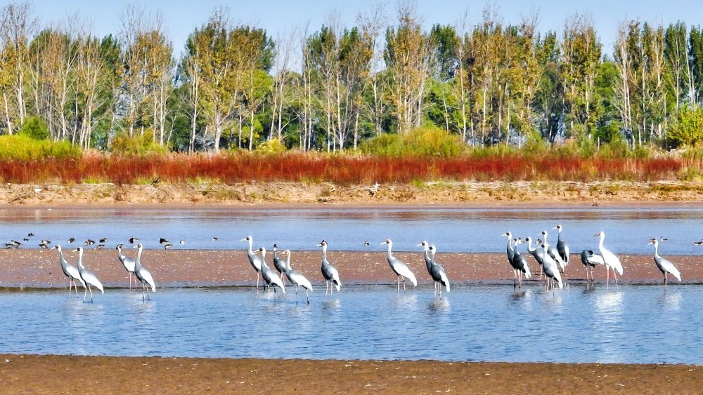 在山東黃河三角洲國(guó)家級(jí)自然保護(hù)區(qū)拍攝的白枕鶴（2022年10月18日攝）。新華社發(fā)（楊斌 攝）
