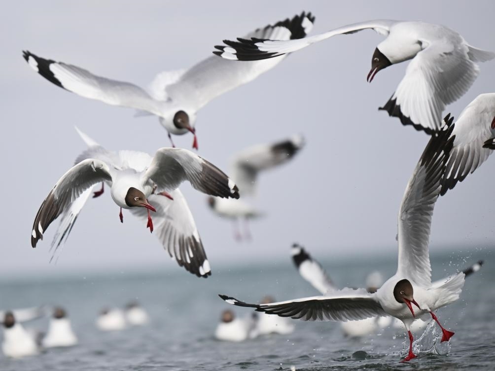 這是2023年4月13日在青海湖拍攝的棕頭鷗。新華社記者 張龍 攝