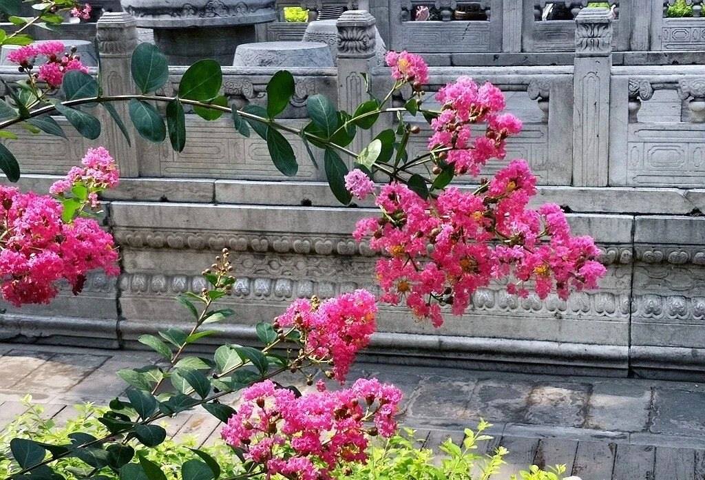 夏天的故宮一角。故宮博物院供圖