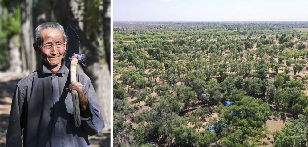 拼版照片：左圖為內蒙古鄂托克前旗呼和陶勒蓋嘎查的牧民曹扎娃出門勞作（2023年6月14日攝）；右圖為曹扎娃的承包地（2023年6月14日攝，無人機照片）。20世紀80年代，在毛烏素沙地中，曹扎娃主動承包了2300多畝沙地。這么多年來，曹扎娃堅持種樹治沙，最終將沙地變成了林海。新華社記者 劉磊 攝