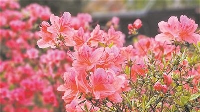 井岡山大學北區(qū)的生物園內(nèi)，一叢叢映山紅競相怒放。井岡山大學供圖