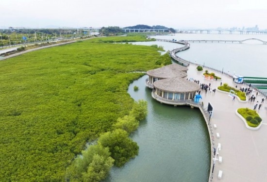 2024年1月23日拍攝的廈門市翔安區(qū)下潭尾紅樹林公園（無人機照片）。新華社記者 林善傳 攝