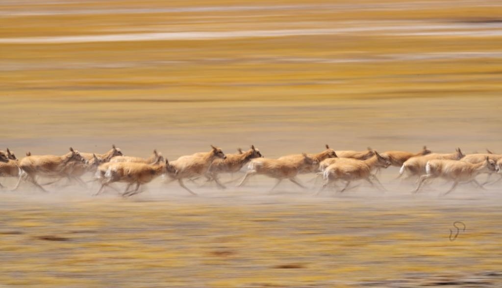 2024年6月13日，在羌塘國家級自然保護區(qū)，遷徙中的藏羚羊奔跑起來。新華社記者費茂華攝