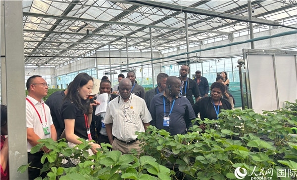 研討班成員在大棚中了解植物種植技術(shù)。人民網(wǎng) 曹欣悅攝