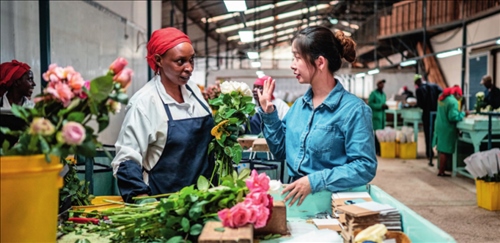 湖南璽悅國際貿易有限公司負責人黃梓楠（右）在肯尼亞納紐基的坦布濟花卉農場挑選鮮花（2024 年 5 月 18 日攝）王冠森攝 / 本刊