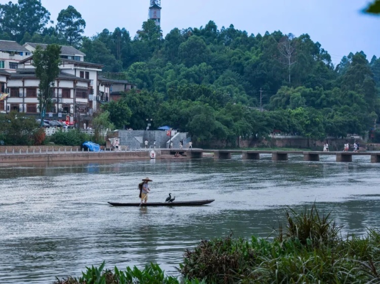 蘇稽古鎮(zhèn)的漁民在進行魚鷹捕魚表演。本報記者 伊霄攝