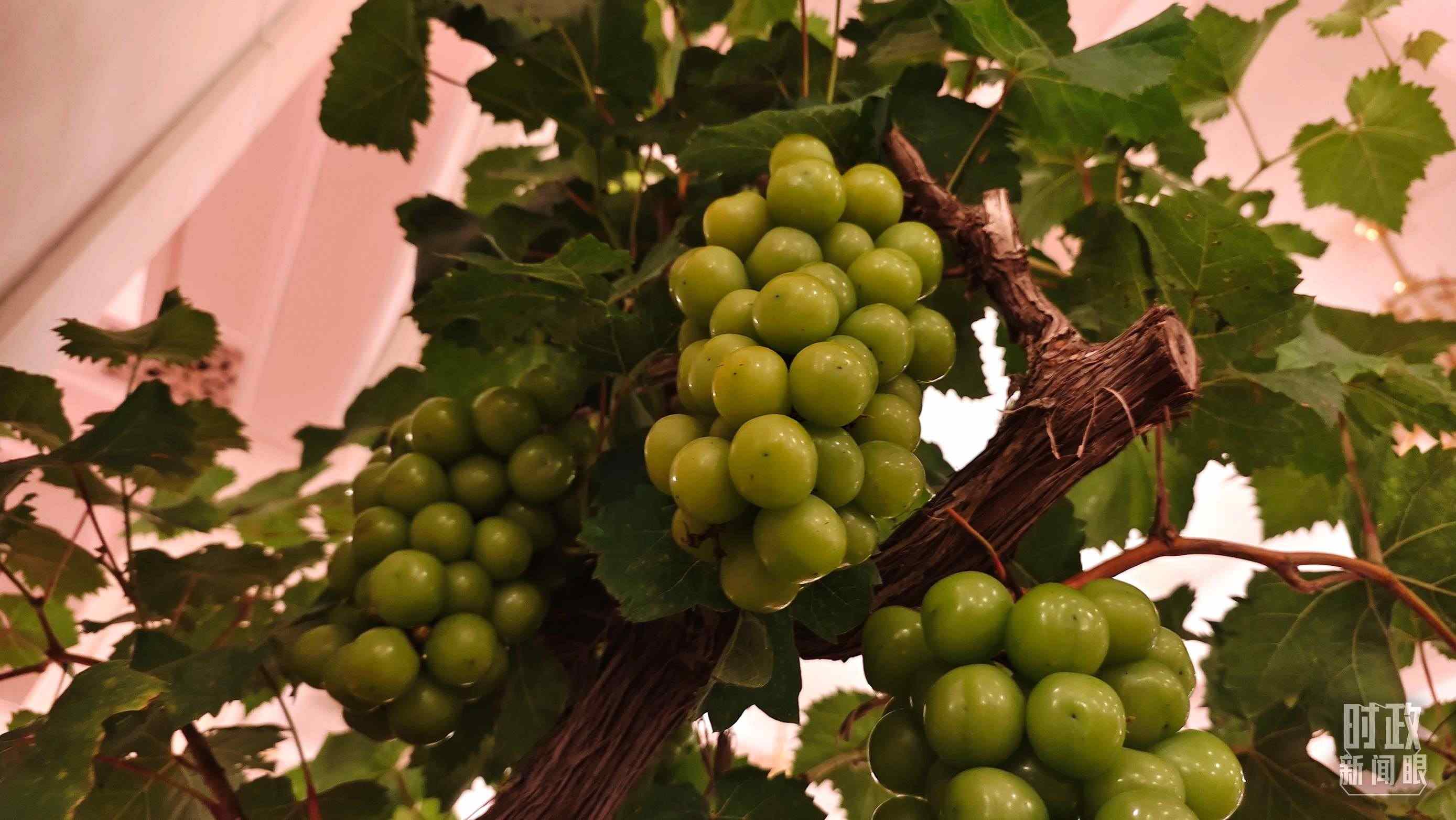  △人民大會堂的盆景，碩果累累。（總臺央視記者韓銳拍攝）